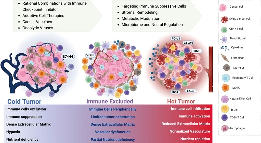 Source-provided article image: The evolving role of immunotherapy in ovarian cancer.