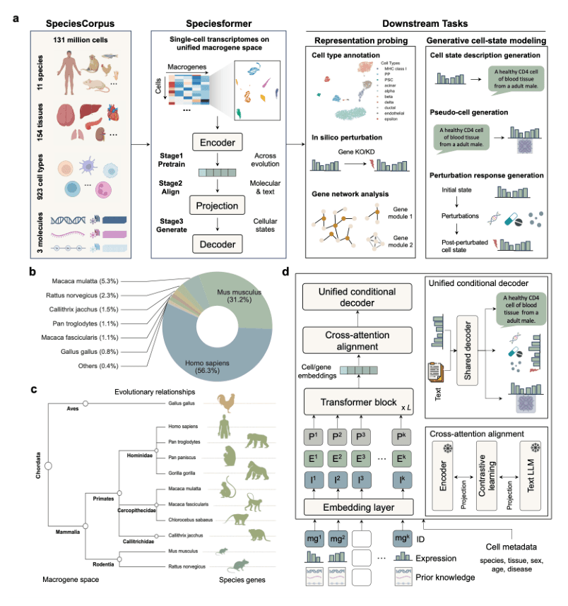 Source-provided article image: Speciesformer learns conserved cellular states for cross-species generative virtual cell modeling