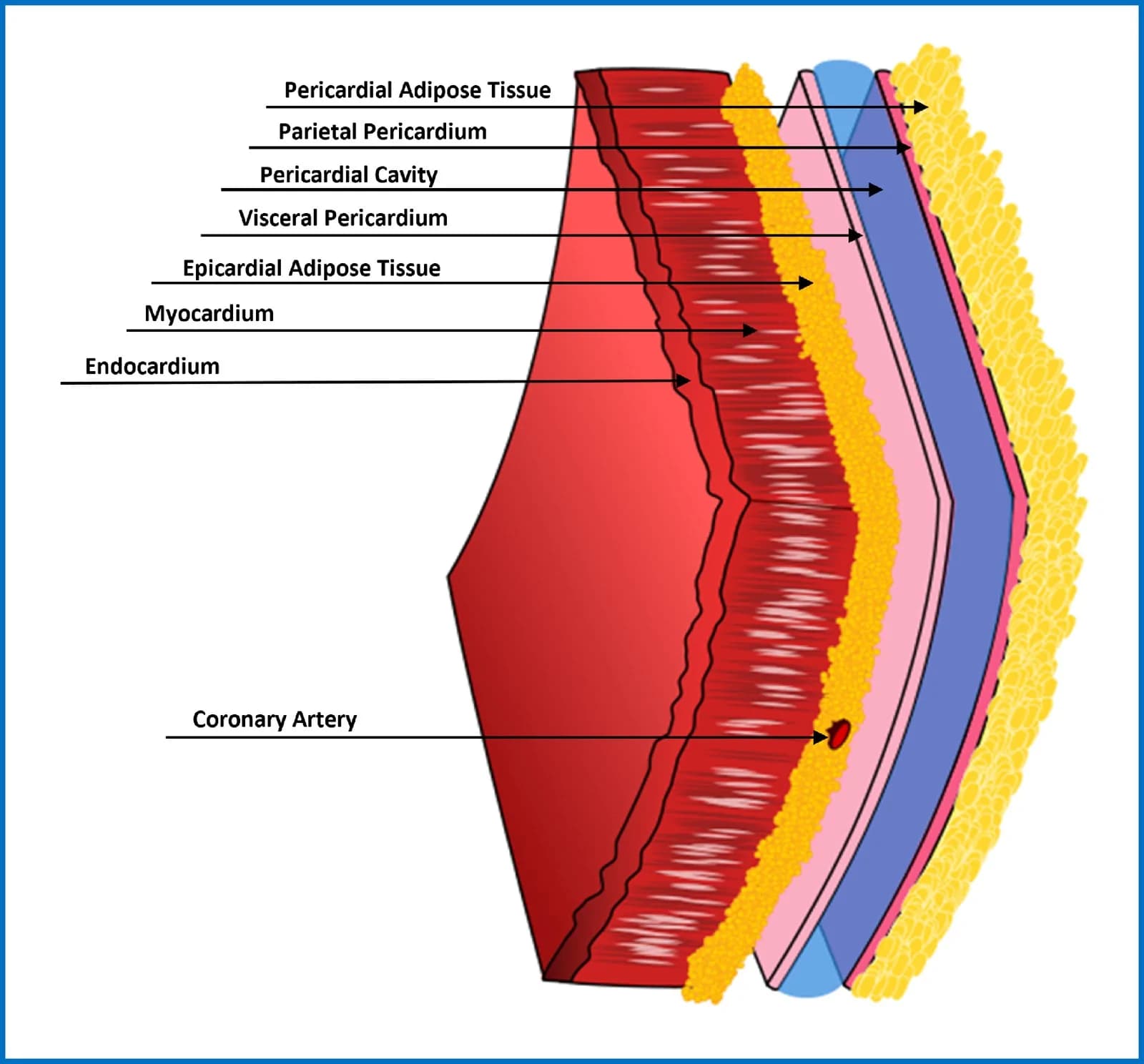 Source-provided article image: Epicardial and pericardial adipose tissue: anatomy, physiology, imaging, segmentation, and treatment effects.