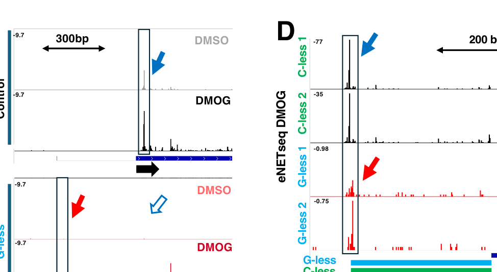 Source-provided article image: AI discovery of sequence rules for RNA polymerase II pausing revises the pause-release model of gene activation