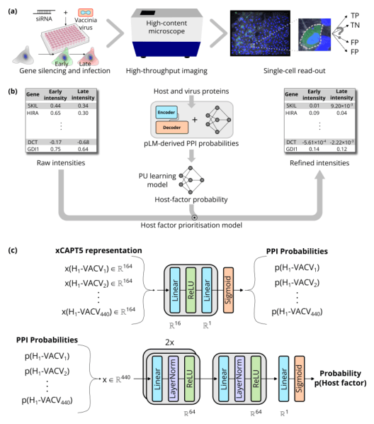 Source-provided article image: Agentic-AI-ready genome-wide poxvirus-host interaction screen refined by a protein language model