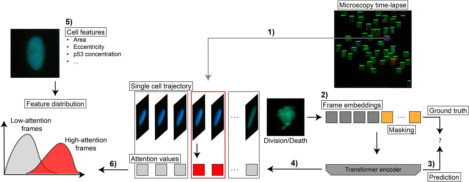 Source-provided article image: Understanding cell fate decisions with temporal attention.