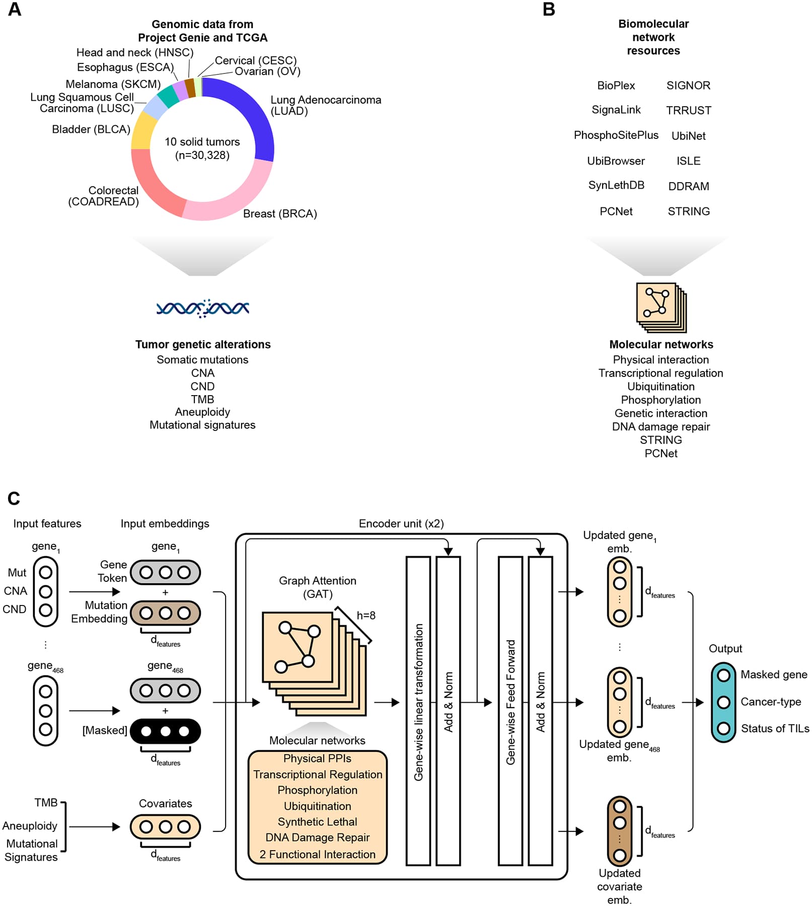 Source-provided article image: A Foundation Model of Cancer Genotype Enables Precise Predictions of Therapeutic Response.