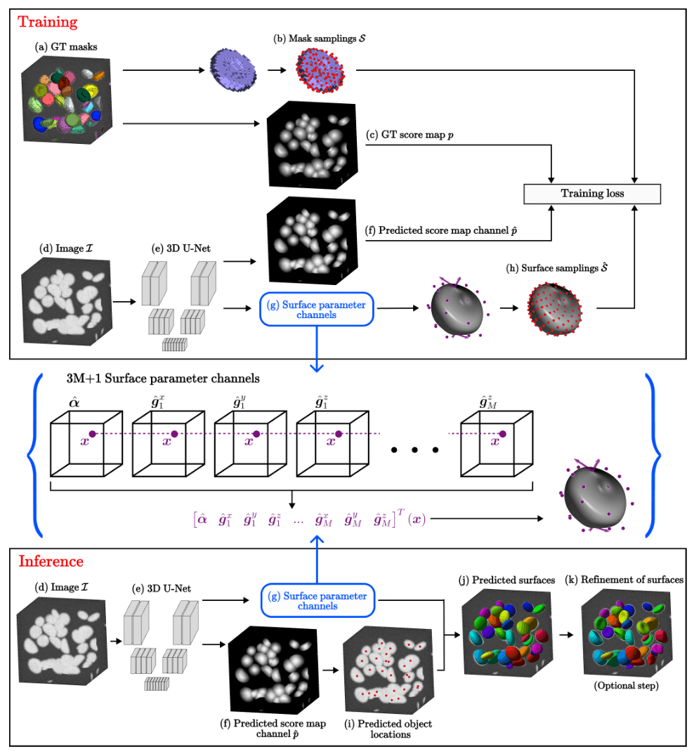 Source-provided article image: Deep Learning-Meets-Active Surfaces: A Unified Framework for Multi-Object Segmentation and Shape Analysis in 3D Fluorescence Microscopy