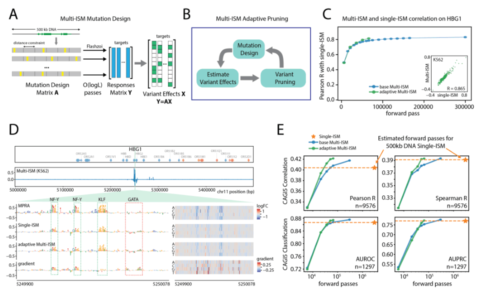 Source-provided article image: Scalable saturation mutagenesis reveals gene regulatory architecture and rare variant effects