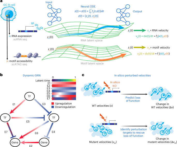 Source-provided article image: Deep dynamical models of single-cell multiomic velocities predict loss-of-function and rescue perturbations in B cells
