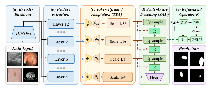 Source-provided article image: SegDINO: Introducing Multi-scale Structure Into DINO for Efficient Medical Image Segmentation