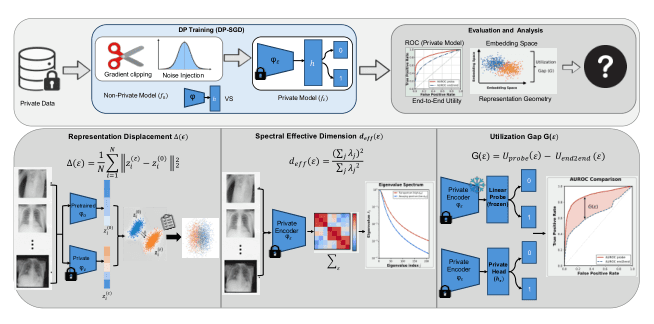 Source-provided article image: Differential Privacy Representation Geometry for Medical Image Analysis