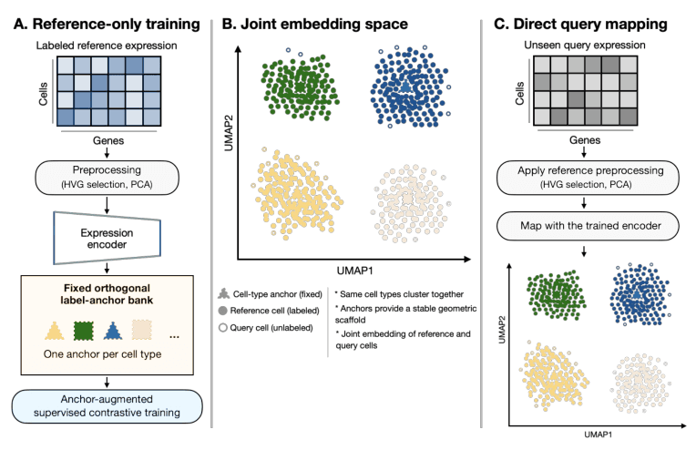 Source-provided article image: SOLAR: Fixed orthogonal label anchors for single-cell reference mapping