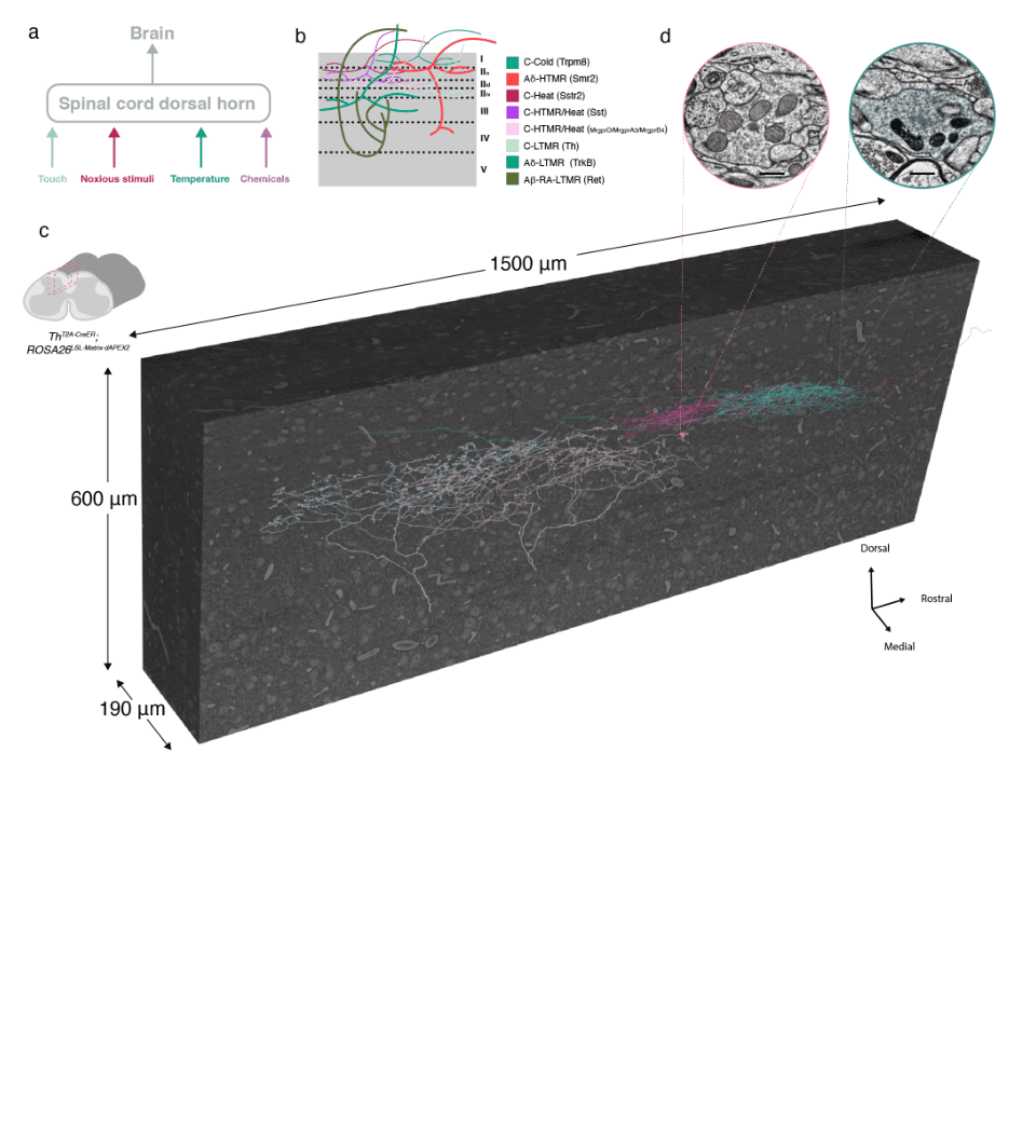 Source-provided article image: Cell type-resolved connectomic reconstruction of the spinal dorsal horn reveals sensory neuron synaptic organization and modality-specific inhibition