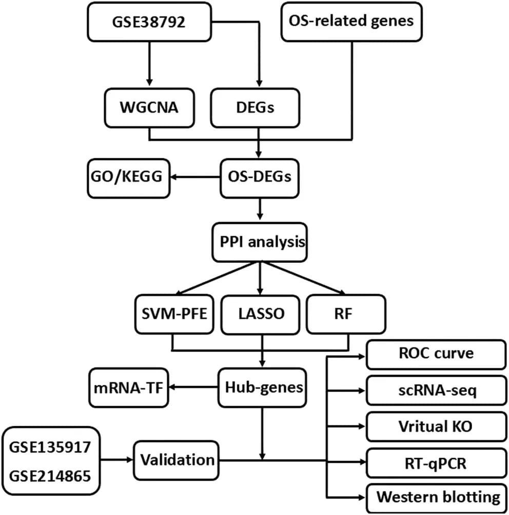 Source-provided article image: Identifying JAK2 and ANXA5 as Key Genes Linking Obstructive Sleep Apnea and Oxidative Stress via Machine Learning and Multilayer Transcriptomic Integration With Functional Validation.