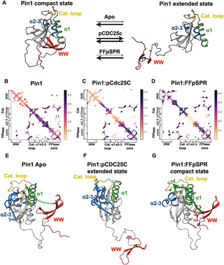 Source-provided article image: AlloPool is a deep learning framework that infers protein allostery from molecular dynamics simulations.