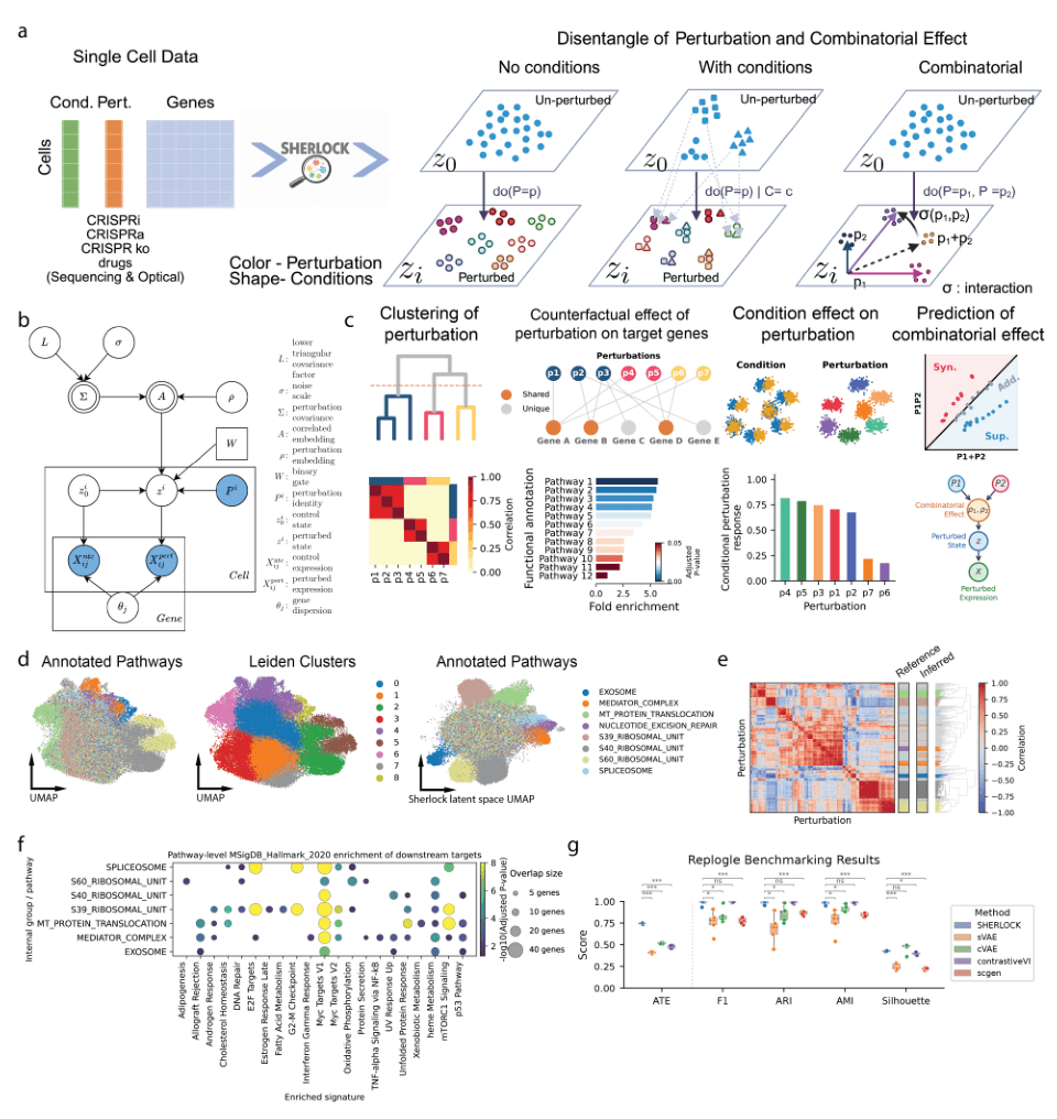 Source-provided article image: SHERLOCK: Structured representation learning and causal inference of downstream perturbation effects