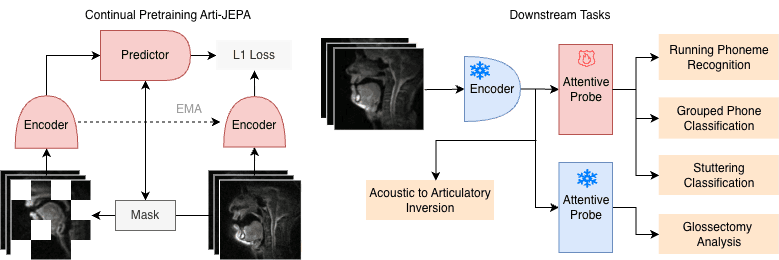 Source-provided article image: Arti-JEPA: Adapting Video World Model to Real-Time MRI of the Vocal Tract for Speech-Production Analysis