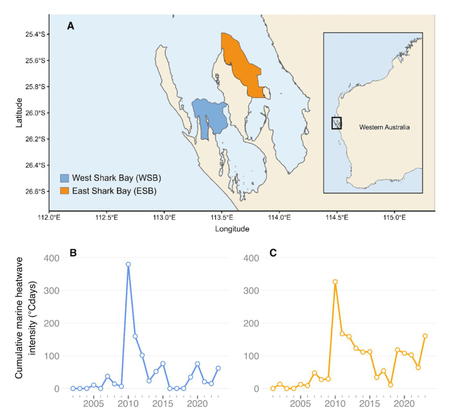 Source-provided article image: Demographic change in an iconic dolphin population driven by habitat degradation following a marine heatwave