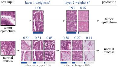 Source-provided article image: The Polytopal Neural Network