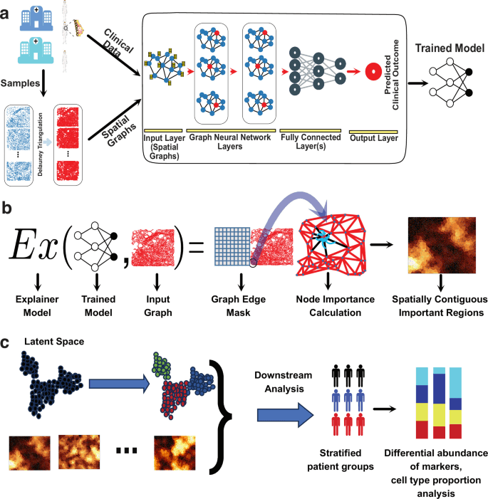 Source-provided article image: SpaCEy links spatial tissue patterns to clinical outcomes using explainable graph neural networks