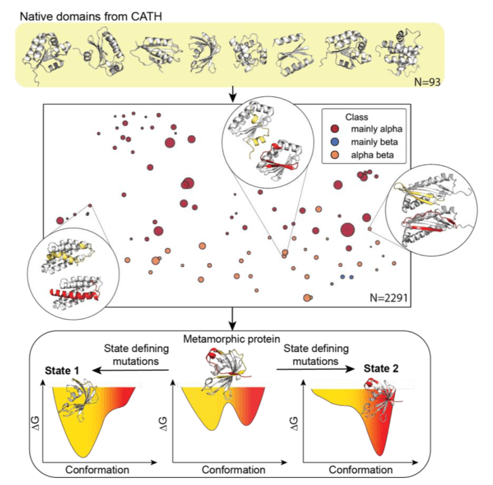 Source-provided article image: Computational design of protein conformational landscapes for metamorphic behavior